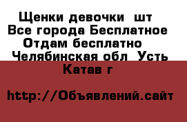 Щенки девочки 4шт - Все города Бесплатное » Отдам бесплатно   . Челябинская обл.,Усть-Катав г.